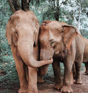 Meet your Posher, Savonxay